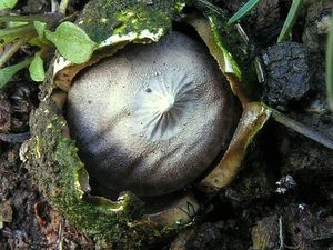 Hvězdovka Pouzarova - Geastrum pouzarii