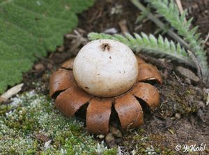 Hvězdovka kvítkovitá - Geastrum floriforme Vittad. 1842