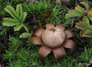 Hvězdovka kvítkovitá - Geastrum floriforme Vittad. 1842