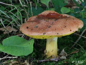 Hřib pružný - Aureoboletus gentilis  (Quél.) Pouzar 1957