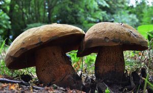 Klikni pro velký obrázek