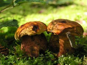 Klikni pro velký obrázek