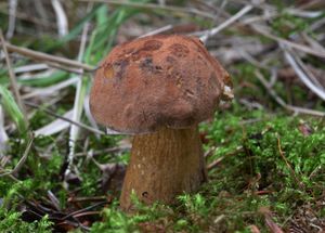 Klikni pro velký obrázek