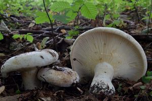 Klikni pro velký obrázek