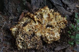 Klikni pro velký obrázek