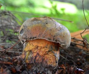 Klikni pro velký obrázek