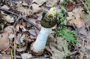 Klikni pro velký obrázek