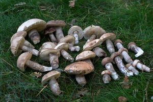 Klikni pro velký obrázek