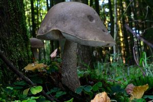 Klikni pro velký obrázek