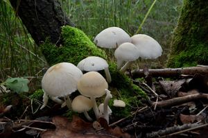 Křehutka Candolleova - Psathyrella candolleana (Fr.) Maire 1937