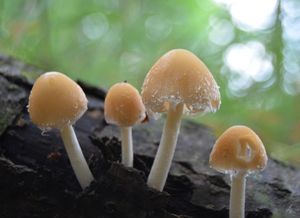 Křehutka Candolleova - Psathyrella candolleana