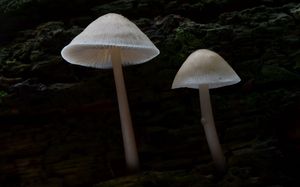 Helmovka tuhonohá - Mycena galericulata (Scop.) Gray 1821