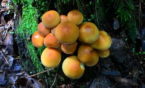 Třepenitka svazčitá - Hypholoma fasciculare  (Huds.) P. Kumm. 1871