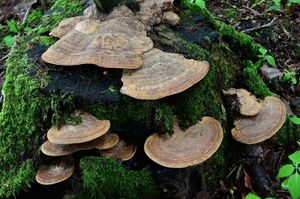 Síťkovec dubový - Daedalea quercina  (L.) Pers. 1801