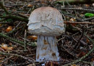 Bedla červenající - Chlorophyllum rachodes (Vittad.) Vellinga 2002