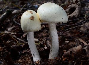 Pečárka hajní - Agaricus sylvicola (Vittad.) Peck 1872