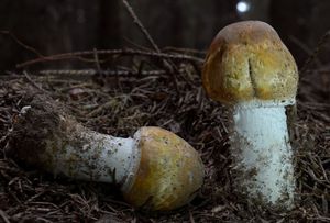 Pečárka lesní - Agaricus silvaticus Schaeff.