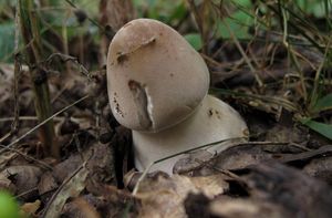 Bedla vysoká - Macrolepiota procera (Scop.) Singer 1948