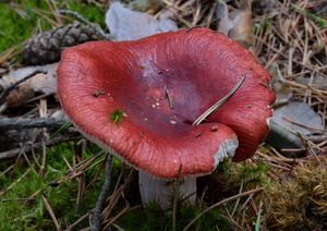 Holubinka jahodová - Russula paludosa