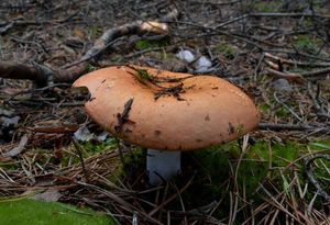 Holubinka odbarvená - Russula decolorans (Fr.) Fr. 1838