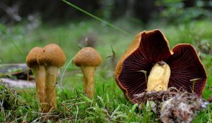 Pavučinec polokrvavý - Cortinarius semisanguineus (Fr.) Gillet