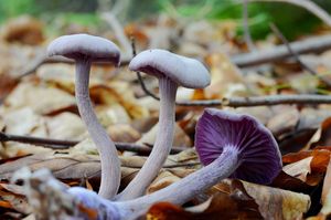 Lakovka ametystová - Laccaria amethystina Cooke 1884