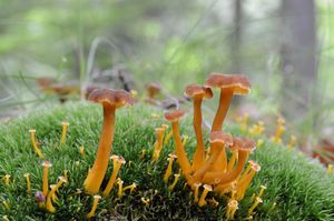 Liška nálevkovitá - Craterellus tubaeformis (Fr.) Quél. 1888