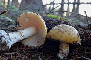 Muchomůrka slámožlutá - Amanita gemmata