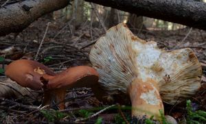Ryzec syrovinka - Lactarius volemus (Fr.) Fr. 1838