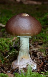 Muchomůrka porfyrová - Amanita porphyria Alb. & Schwein. 1805