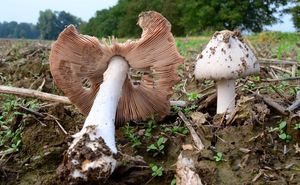 Kukmák okázalý - Volvariella speciosa ( Fr.: Fr. ) Singer