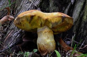 Klikni pro velký obrázek