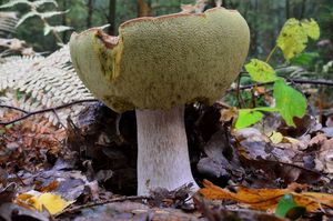 Klikni pro velký obrázek