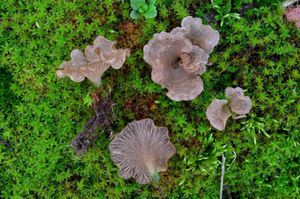 Mecháček sp. - Arrhenia sp., Rimbachia sp.