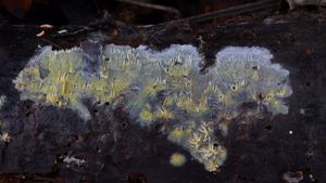Hrotnatečka žlutá - Mycoacia uda
