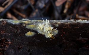 Hrotnatečka žlutá - Mycoacia uda
