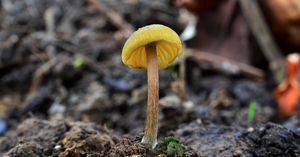 Závojenka játrová - Entoloma pleopodium (Bull.) Noordel.