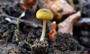 Závojenka játrová - Entoloma pleopodium (Bull.) Noordel.