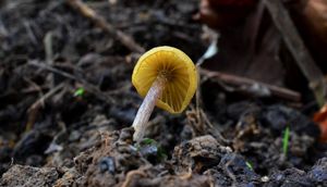 Závojenka játrová - Entoloma pleopodium (Bull.) Noordel.