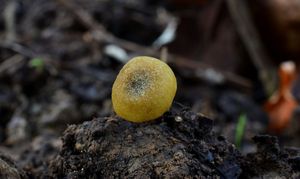 Závojenka játrová - Entoloma pleopodium (Bull.) Noordel.