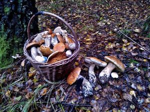 Klikni pro velký obrázek