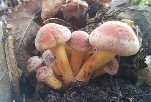 Klikni pro velký obrázek