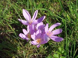 Ocún jesenní (Colchicum autumnale L.)