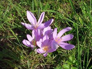 Ocún jesenní (Colchicum autumnale L.)