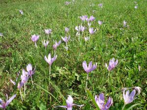 Ocún jesenní (Colchicum autumnale L.)