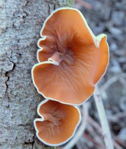 Mušlovka plstnatá - Schizophyllum amplum (Lév.) Nakasone 1996