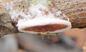 Mušlovka plstnatá - Schizophyllum amplum (Lév.) Nakasone