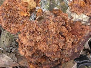 Klikni pro velký obrázek