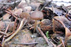 Klikni pro velký obrázek