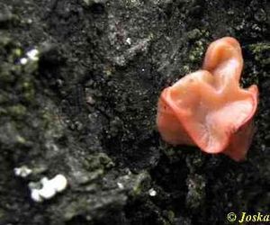 Klikni pro velký obrázek